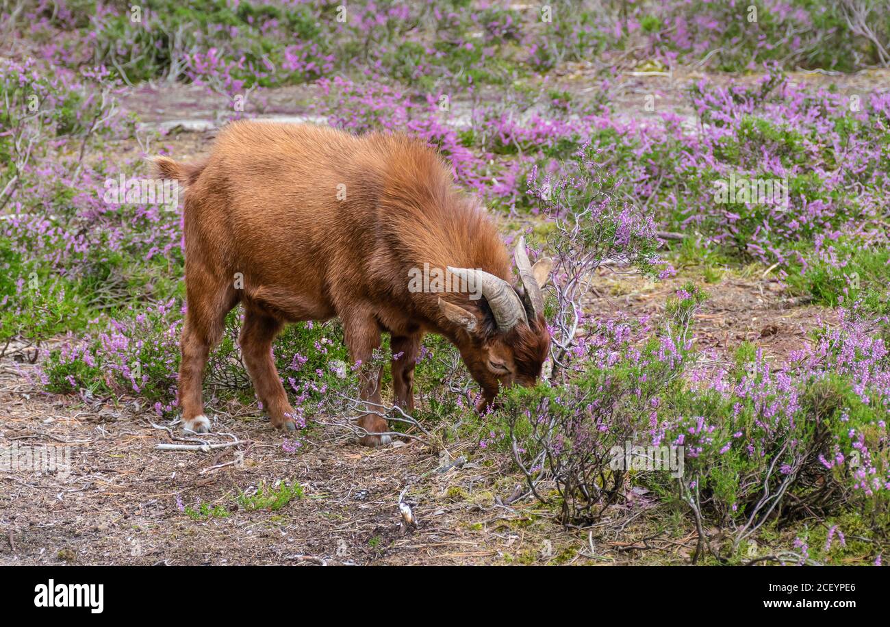 Braune Ziege, die Heidekraut in einem belgischen Naturgebiet frisst. Stockfoto