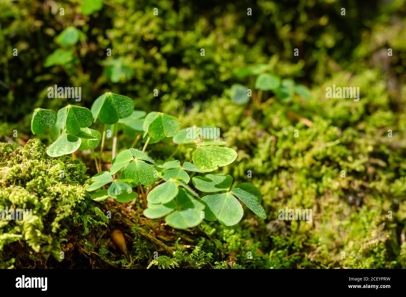 Holzschnitzelbaum wächst zwischen grünem Moos auf einem Waldboden. Oxalis acetosella. Gewöhnlicher Holzschnauzer wird manchmal als Schamrock bezeichnet. Stockfoto