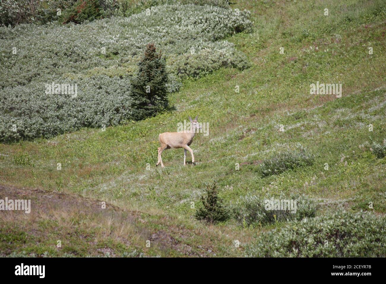 White Tail Deer auf Mounatin Feld Stockfoto