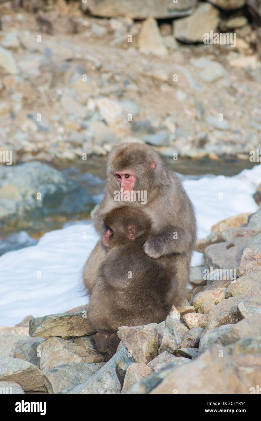 Wild Snow Monkeys (Japanese Macaque) im Jigokudani Yaen Monkey Park in der Präfektur Nagano, Japan Stockfoto