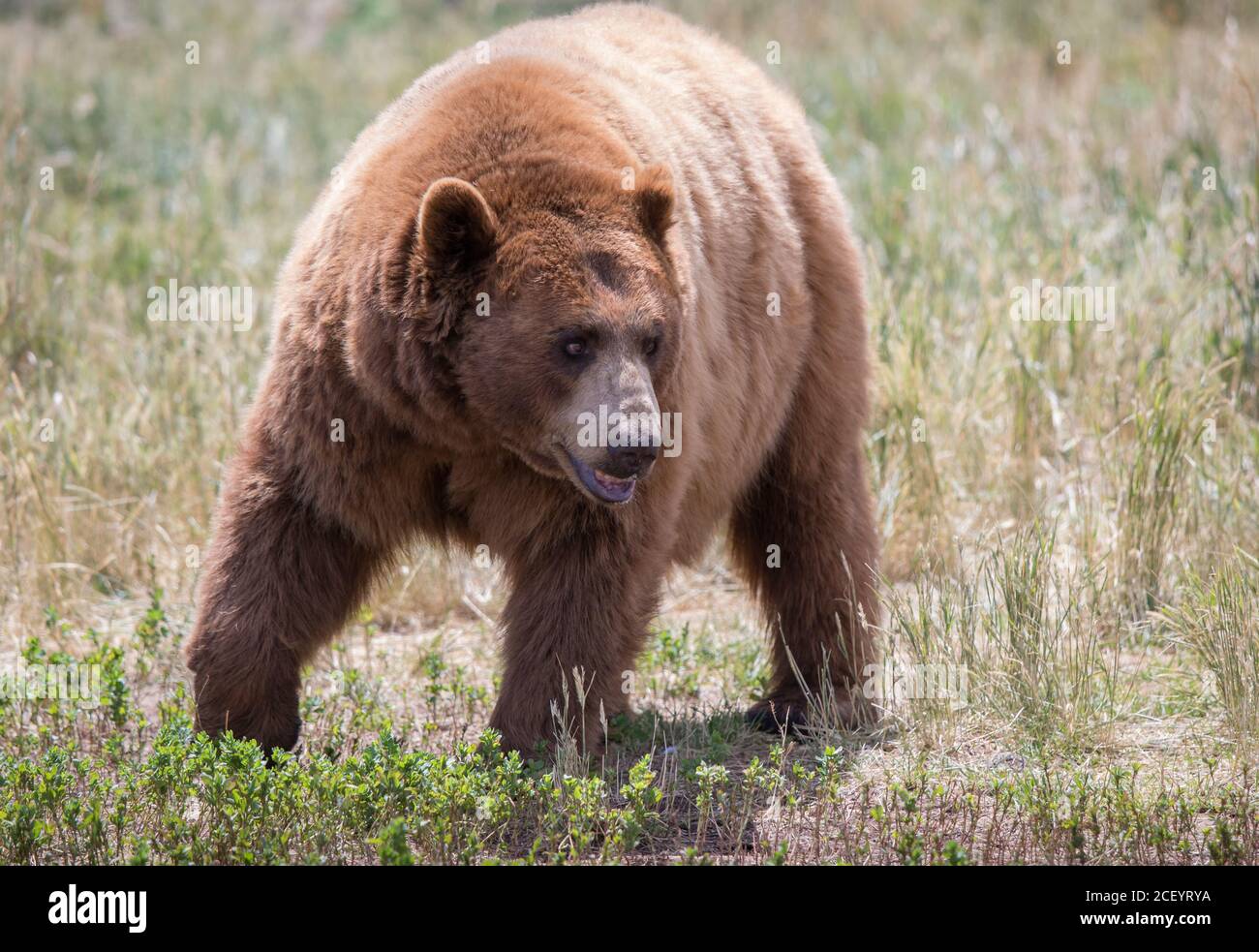 Brown Bear im Gras im Bear Country USA, South Dakota Stockfoto