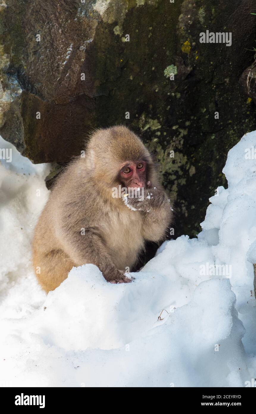 Wild Snow Monkeys (Japanese Macaque) im Jigokudani Yaen Monkey Park in der Präfektur Nagano, Japan Stockfoto