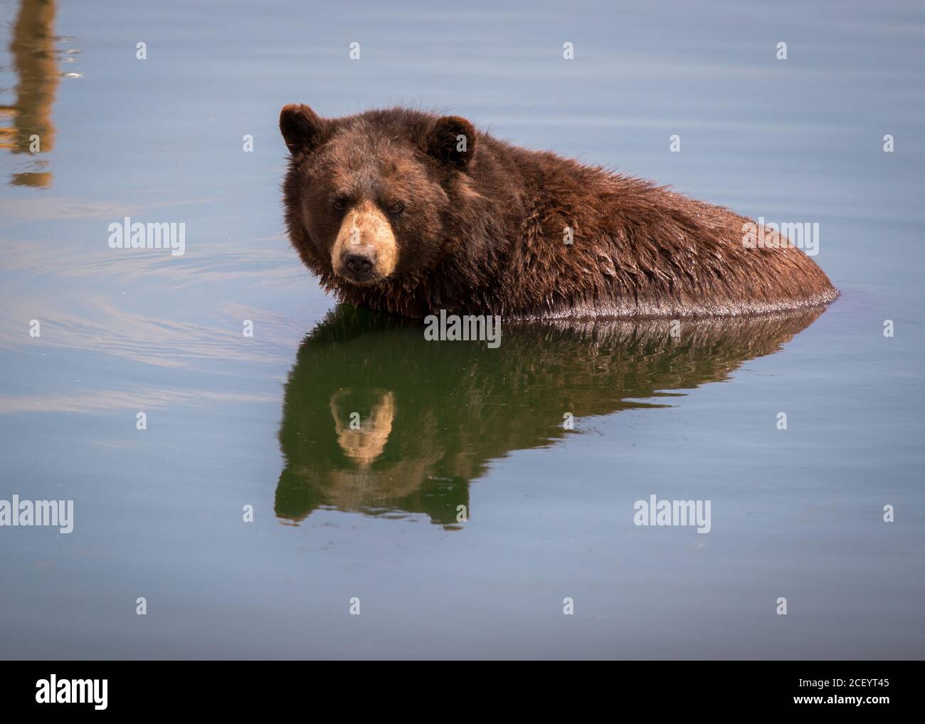 Black Bear in Wasser im Bear Country USA, South Dakota Stockfoto