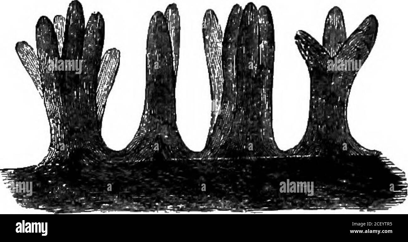 . Physiologie des Menschen. Äsenz der Nervenfasern, die durch die Dermis verteilt werden. Einige dieser Nervenfila-mente unterteilen sich in der Haut und enden möglicherweise in Personzellen; aber viele von ihnen, besonders in den empfindlicheren Teilen der Haut, enden in winzigen Körpern verschiedener Formen. EMPFINDUNGEN – TOUCH 195 die größten davon sind ovale Körper mit einem Durchmesser von ^ bis ^ Zoll. Sie werden Pacinian Körper genannt, nach Pacini, ihrem Entdecker, und sind reichlich in der Haut der Hände und Füße verteilt. Andere Kleinkörper, genannt Touch-Teilchen oder taktile Teilchen, sind reichlich in hoch Stockfoto