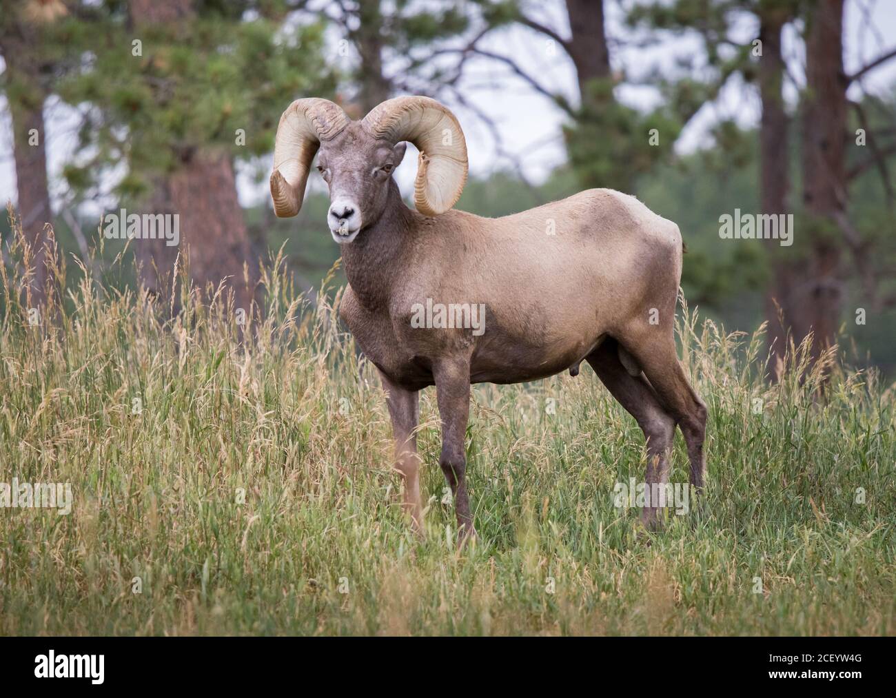 Bighorn Schafe in Bear Country USA in South Dakota Stockfoto