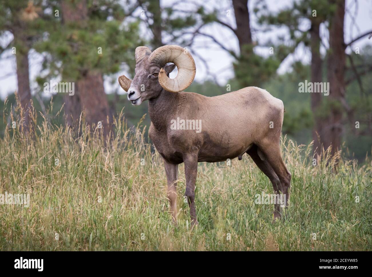 Bighorn Schafe in Bear Country USA in South Dakota Stockfoto