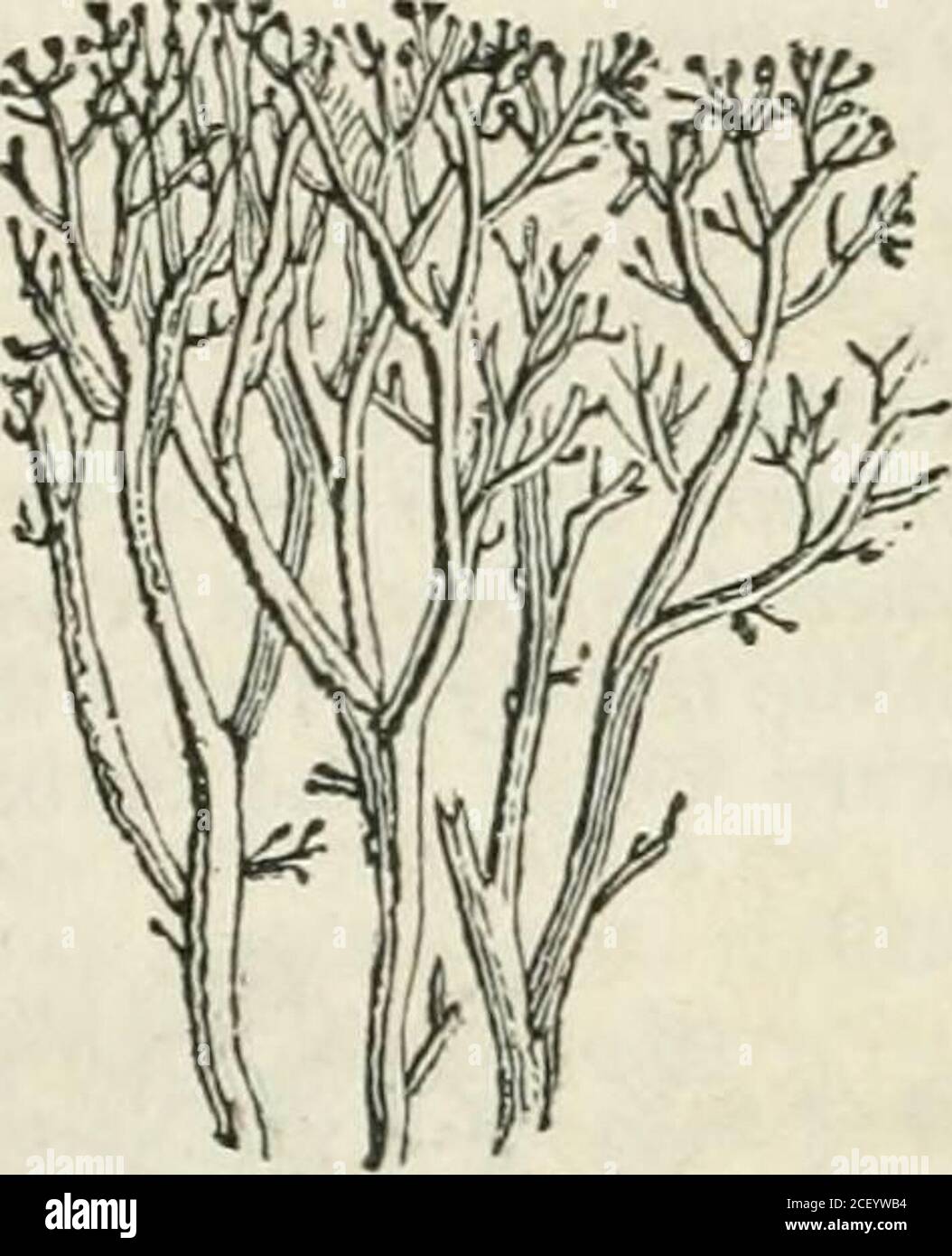 . Die Enzyklopädie der Geographie: Eine vollständige Beschreibung der Erde, physikalische, statistische, zivile und politische. Calla Palustris. 227 Fichtenfichte.. Rein-Hirsch Moos. Der obere Waldbezirk zeichnet sich durch das Fehlen der zuletzt genannten Pflanzen aus; aber die Fichtenwälder sind noch reichlich vorhanden. Wo die Fichte aufhört, an Orten mit warmer Exposition, wird die obere Grenze dieser Region angezeigt. Seine Grenze in Kemean, Tornean und Piteanlappland, ist deutlicher gekennzeichnet, weil das Land flacher ist, und mittellos von tiefen Tälern; aber in solchen Situationen, in Lulea und Umea, die Fichte Fir AP Stockfoto