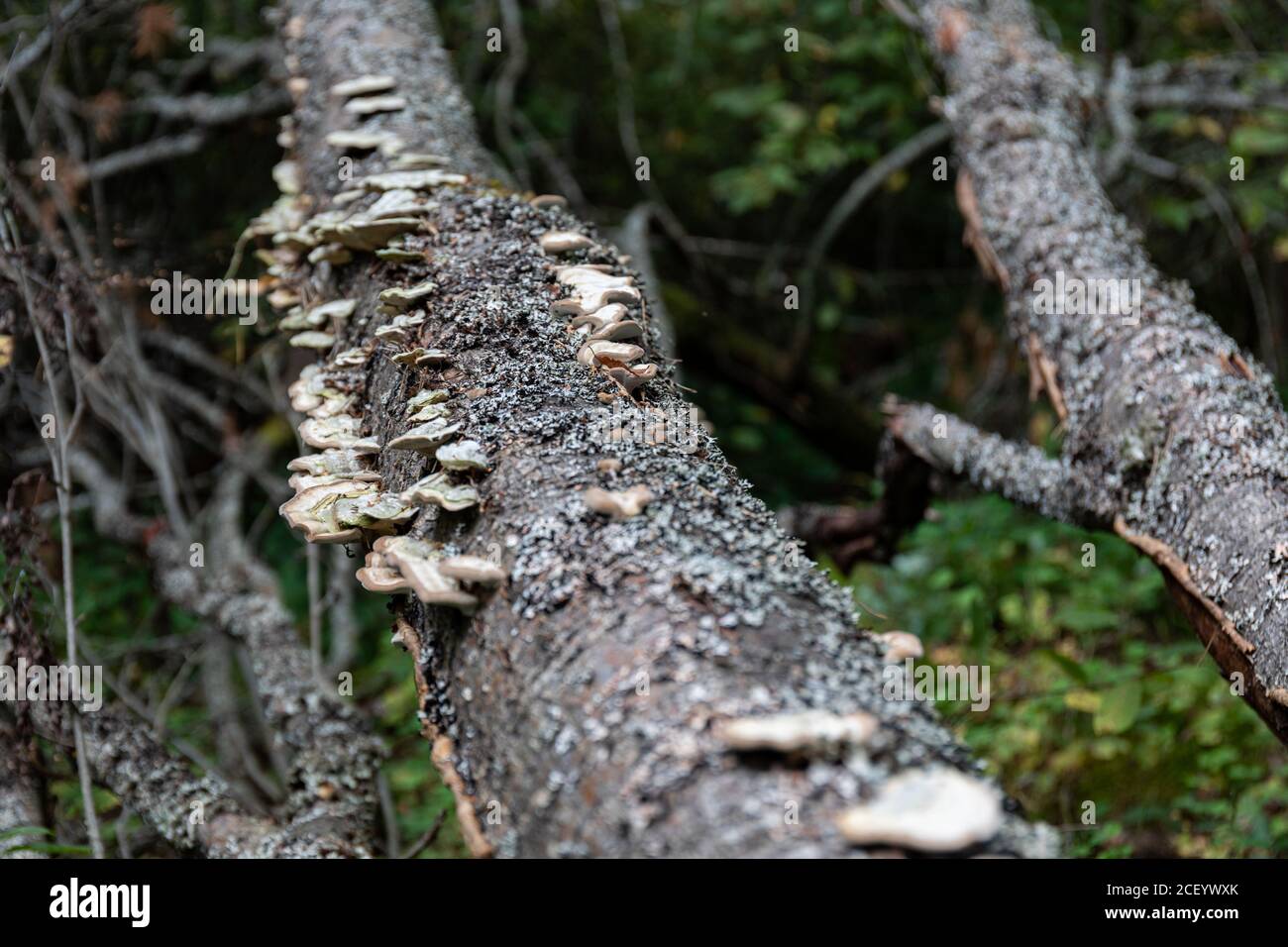 Conks wachsen auf einem umgestürzten Baum im finnischen Wald Stockfoto