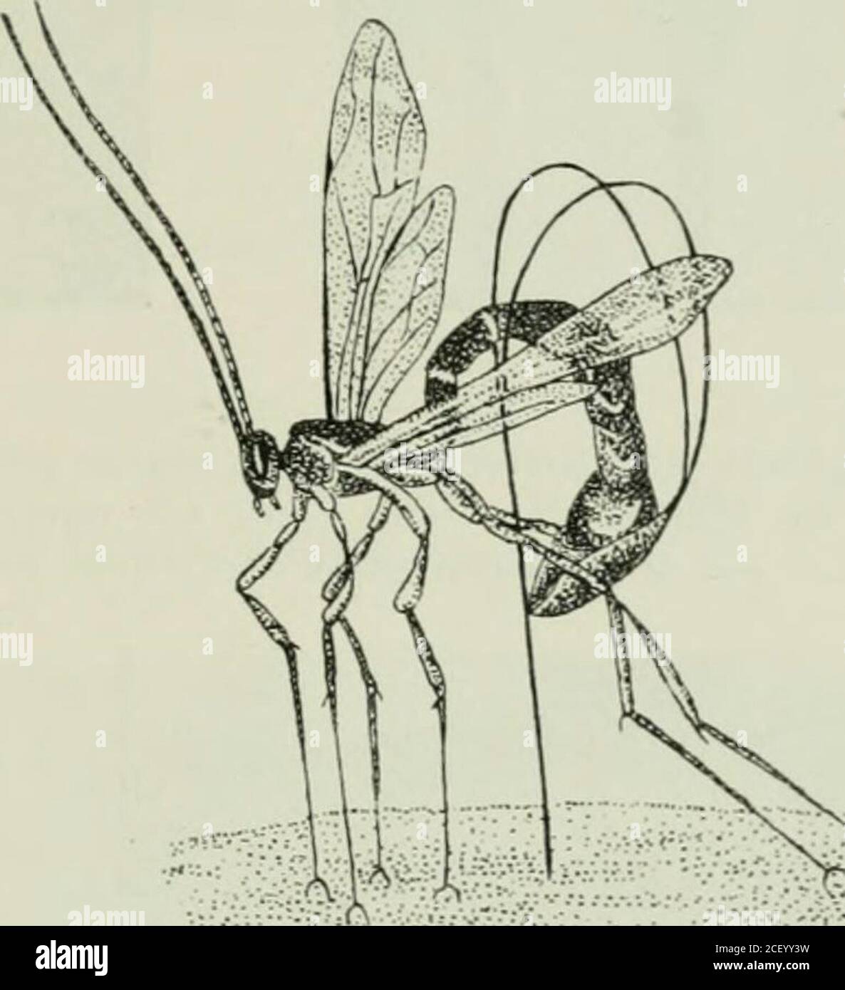 . Die forstinsekten Mitteleuropas; ein Lehr und Handbuch. Flg. 117