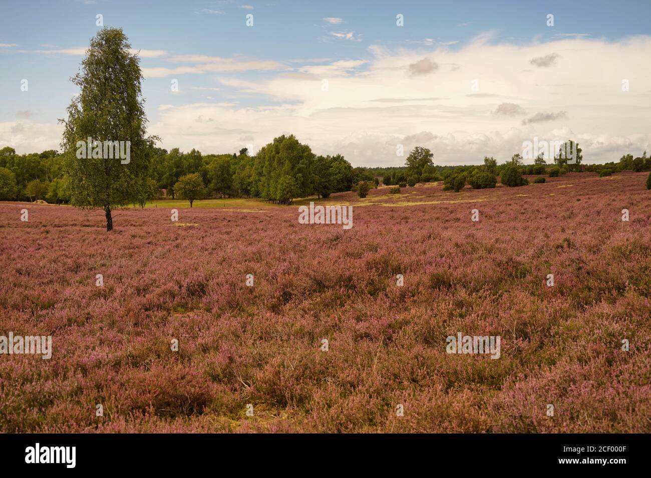 heideblüte in Lüneburg Heide mit grünen Bäumen im Hintergrund, blauer und wolkig befallender Himmel Stockfoto