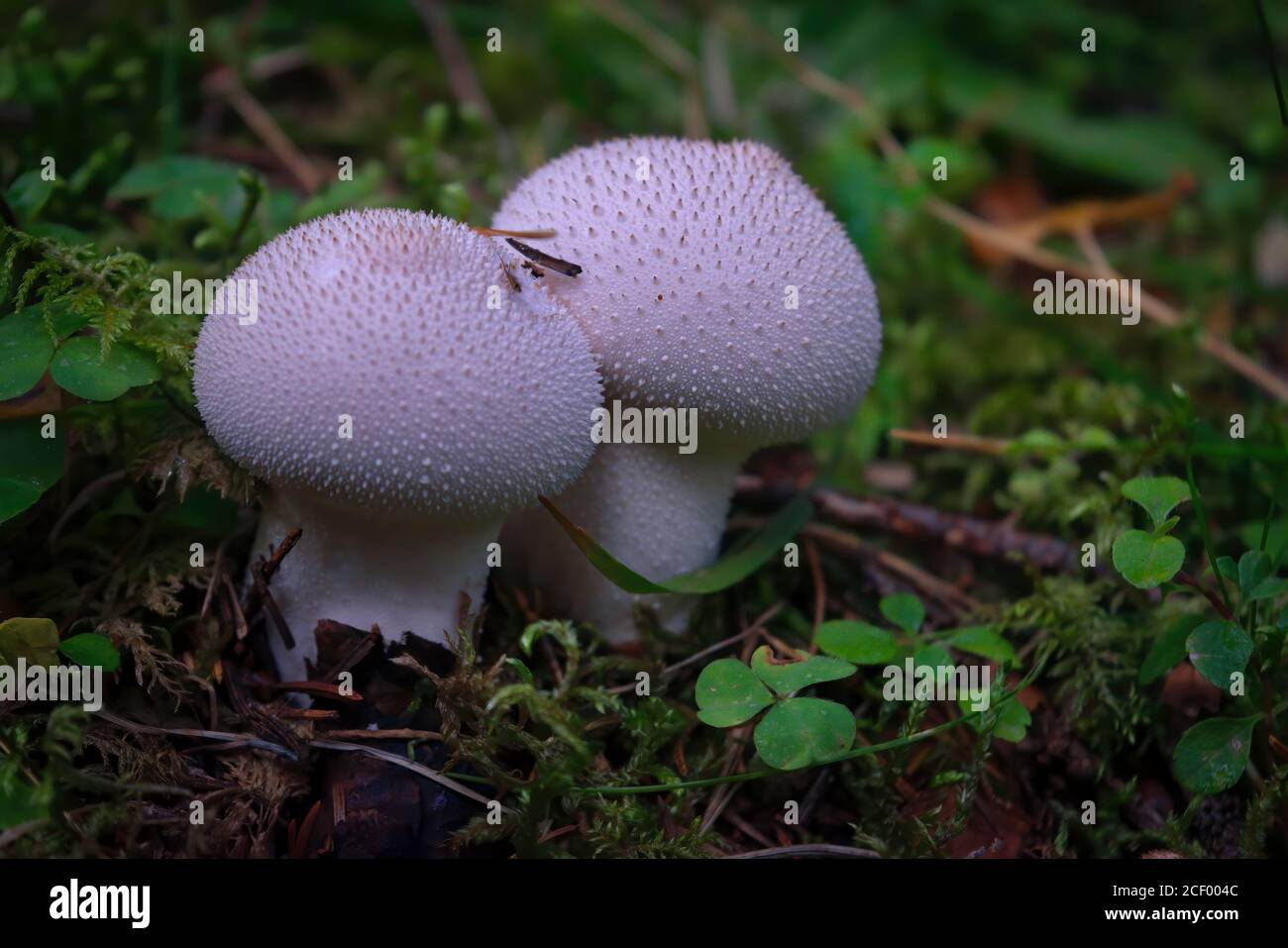 Gewöhnlicher Kugelpilz - Lycoperdon perlatum - wächst in grünem sphagnum Moos aus nächster Nähe. Stockfoto