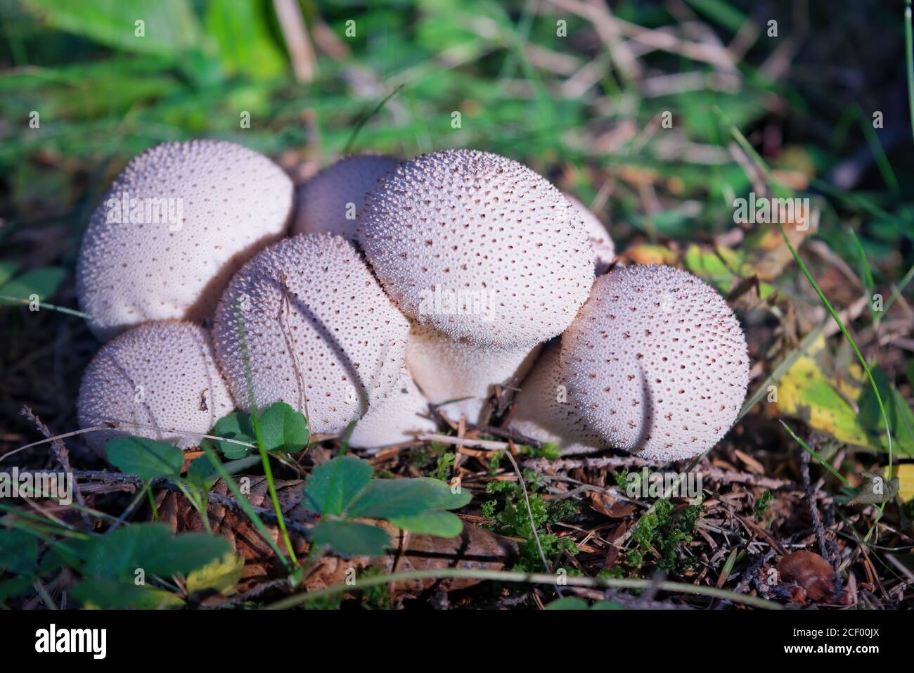Gewöhnlicher Kugelpilz - Lycoperdon perlatum - wächst in grünem sphagnum Moos aus nächster Nähe. Stockfoto