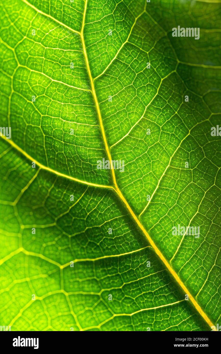 Nahaufnahme der frischen grünen Blattstruktur von Ficus Lyrata gegen Sonnenlicht, Makrofoto. Stockfoto