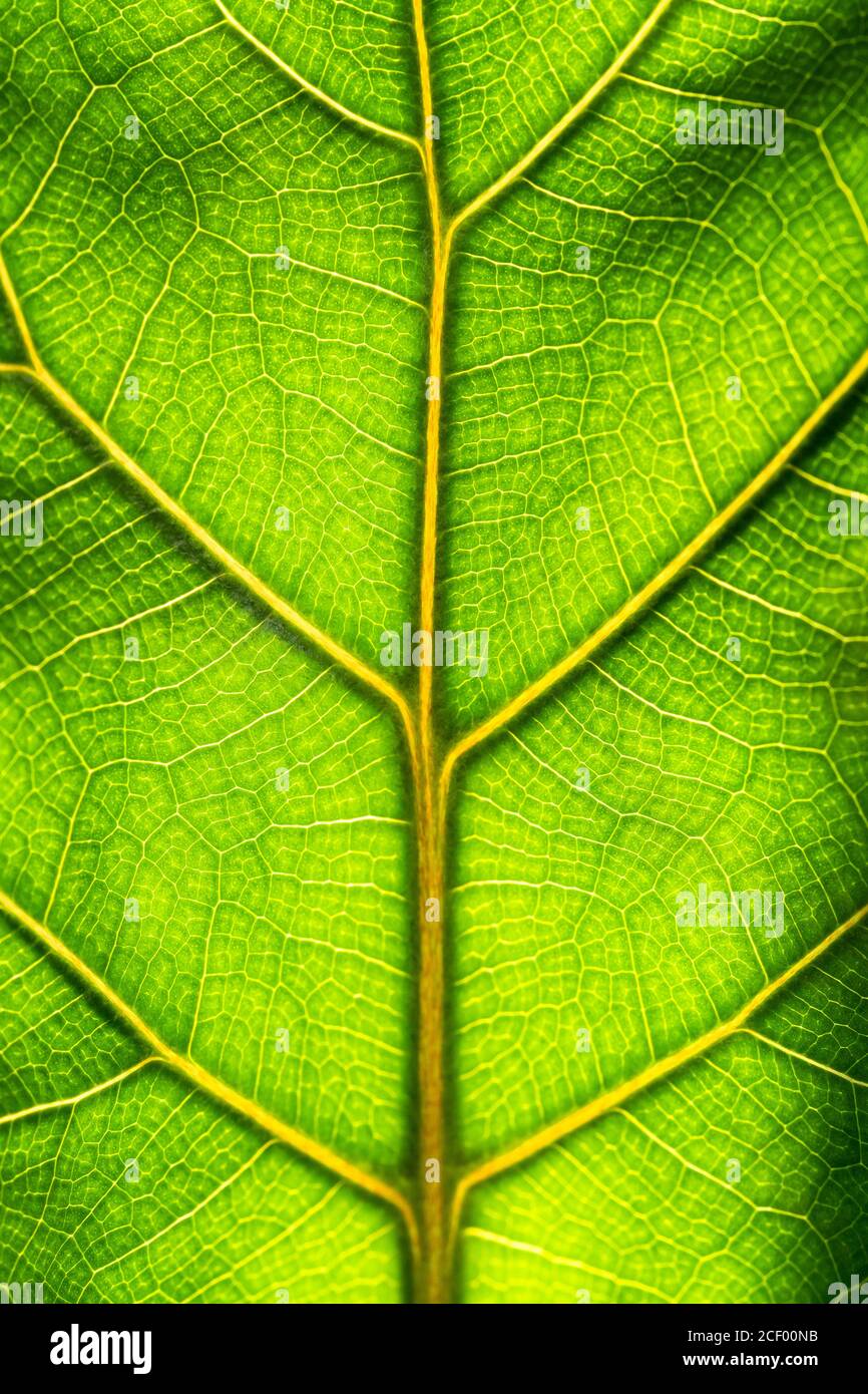 Nahaufnahme der frischen grünen Blattstruktur von Ficus Lyrata gegen Sonnenlicht, Makrofoto Stockfoto