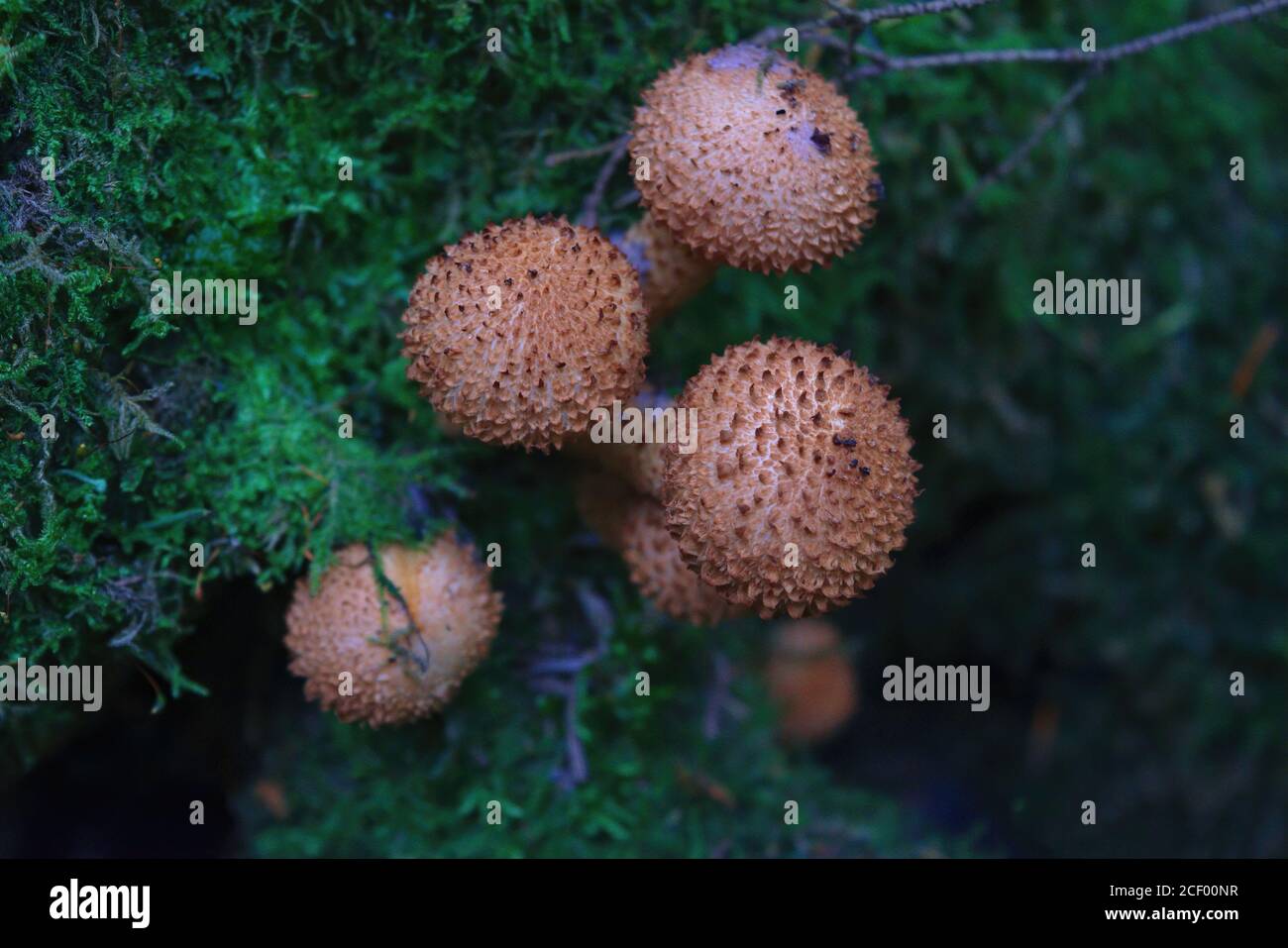 Pholiota squarrosa, allgemein bekannt als die shaggy scalycap, der Zottige Pholiota Pholiota, oder die Schuppige, ist eine Pflanzenart aus der Gattung der Pilz in der Strophariaceae Stockfoto