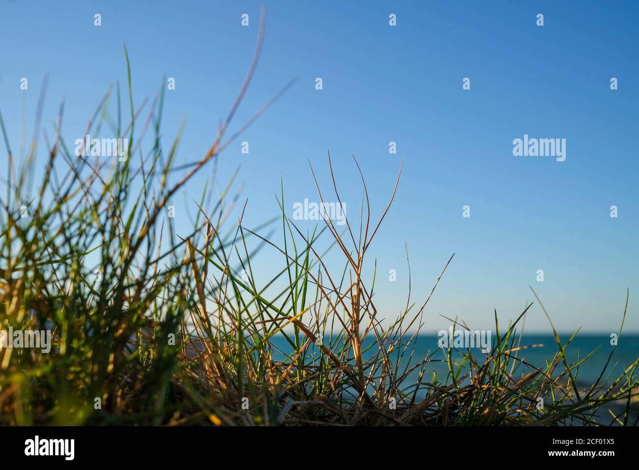 Nahaufnahme von wildem Gras gegen Himmel und Meer Stockfoto