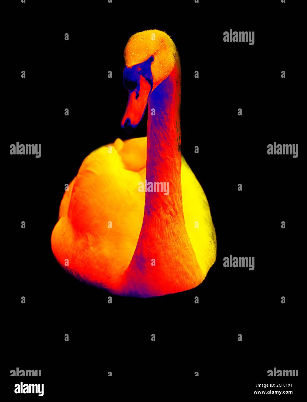 Bird Swan in wissenschaftlicher High-Tech-Wärmebildkamera auf schwarzem Hintergrund Isoliert Stockfoto