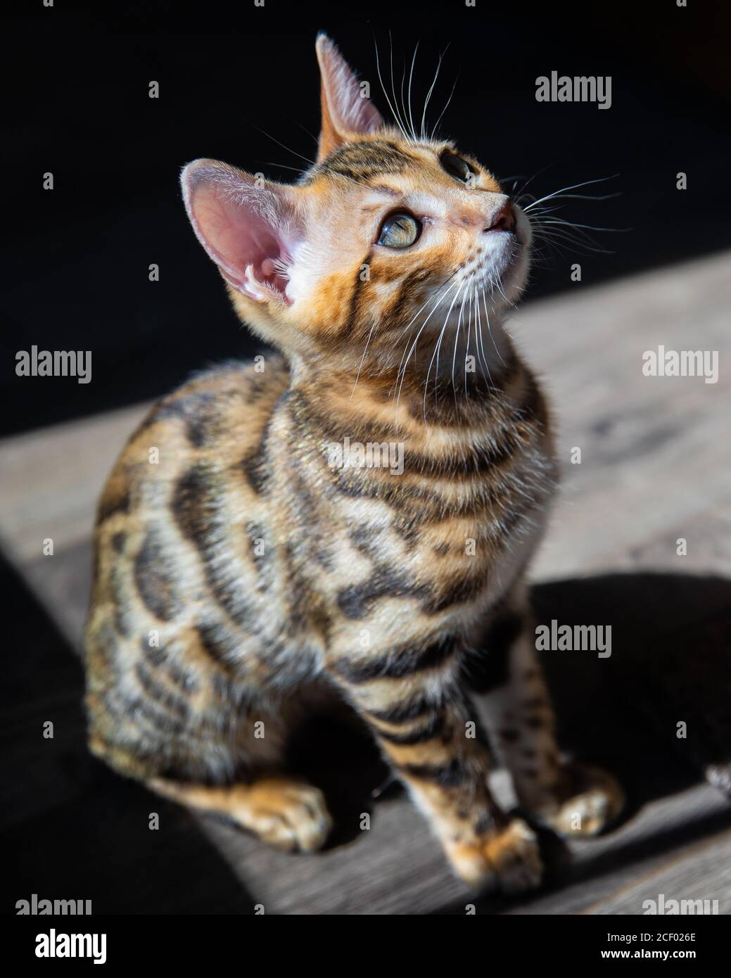 Reine Rasse Bengalen männlichen Kätzchen / Katze Stockfoto