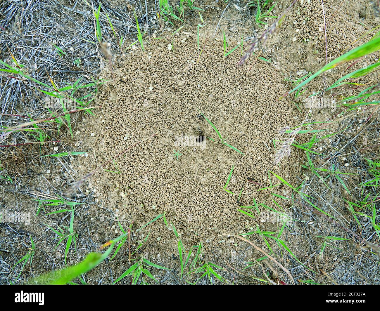 Die Ameisen (Cataglyphis) am Eingang zum unterirdischen Ameisenhaufen. Steppen der unteren Wolga. Russland Stockfoto