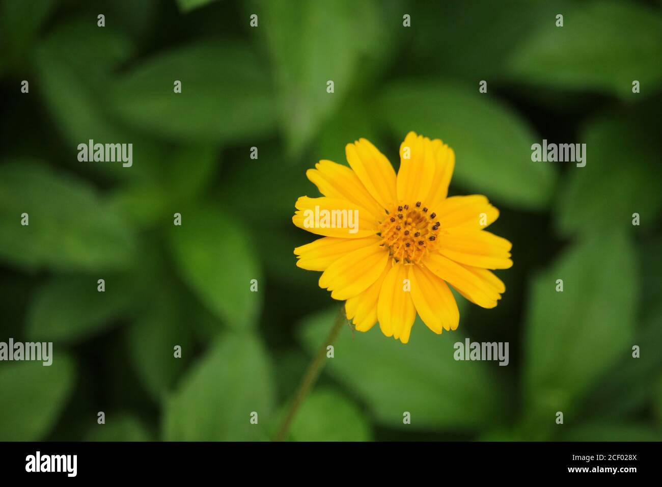 Makro-Details der Sommer Schwefel Cosmos Blume. Stockfoto
