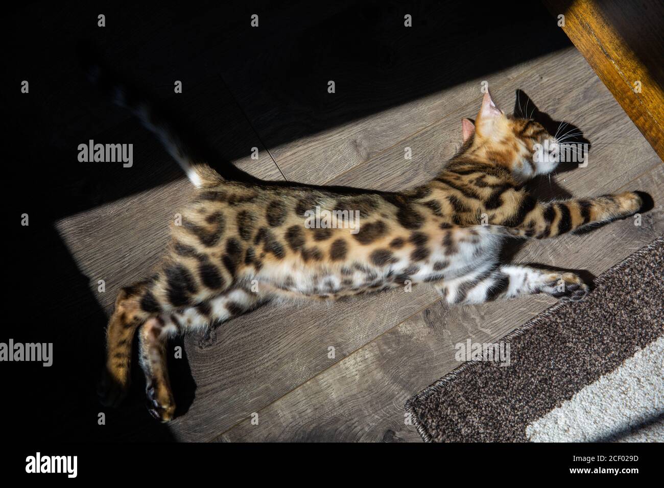 Reine Rasse Bengalen männlichen Kätzchen / Katze Stockfoto