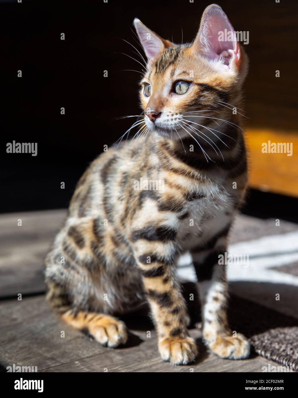 Reine Rasse Bengalen männlichen Kätzchen / Katze Stockfoto