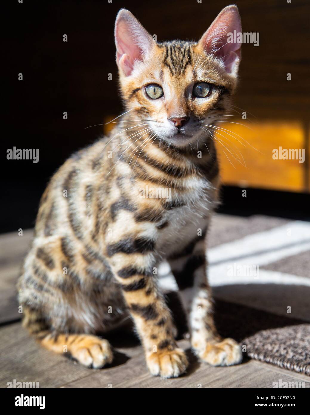 Reine Rasse Bengalen männlichen Kätzchen / Katze Stockfoto