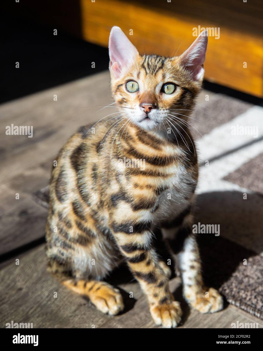 Reine Rasse Bengalen männlichen Kätzchen / Katze Stockfoto