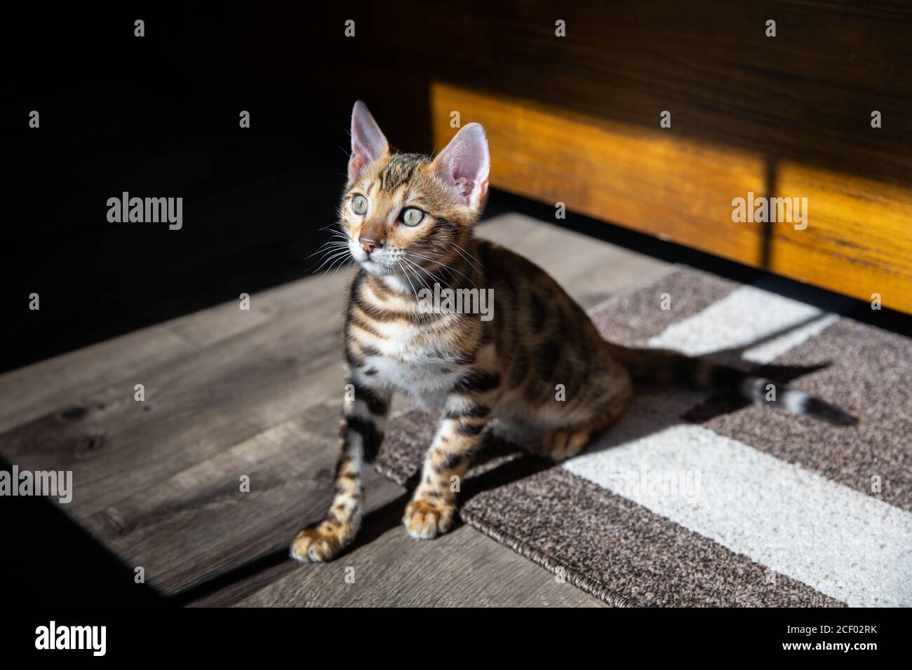 Reine Rasse Bengalen männlichen Kätzchen / Katze Stockfoto