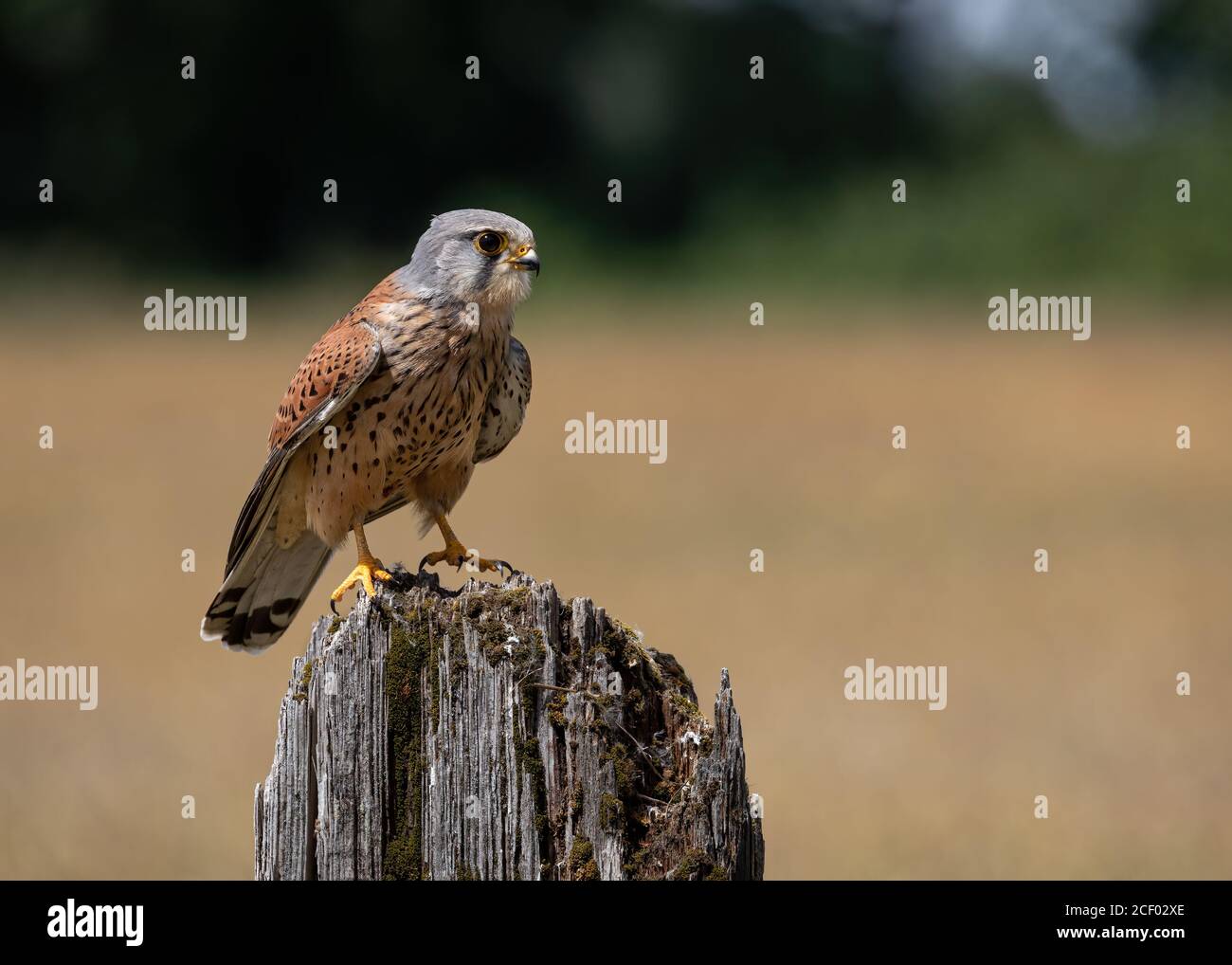 Kestrel auf Old Post Stockfoto