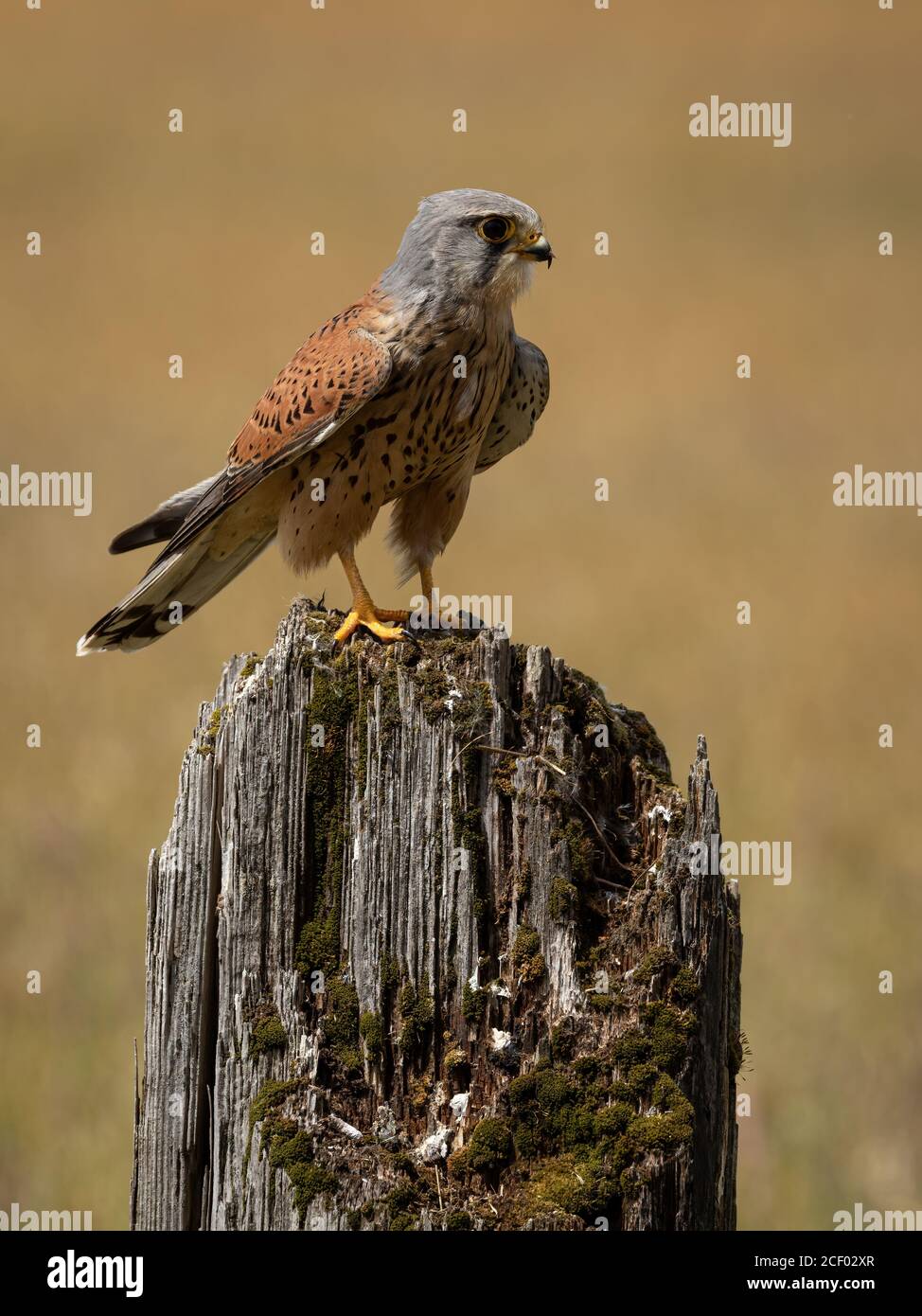 Kestrel auf der alten Post Stockfoto