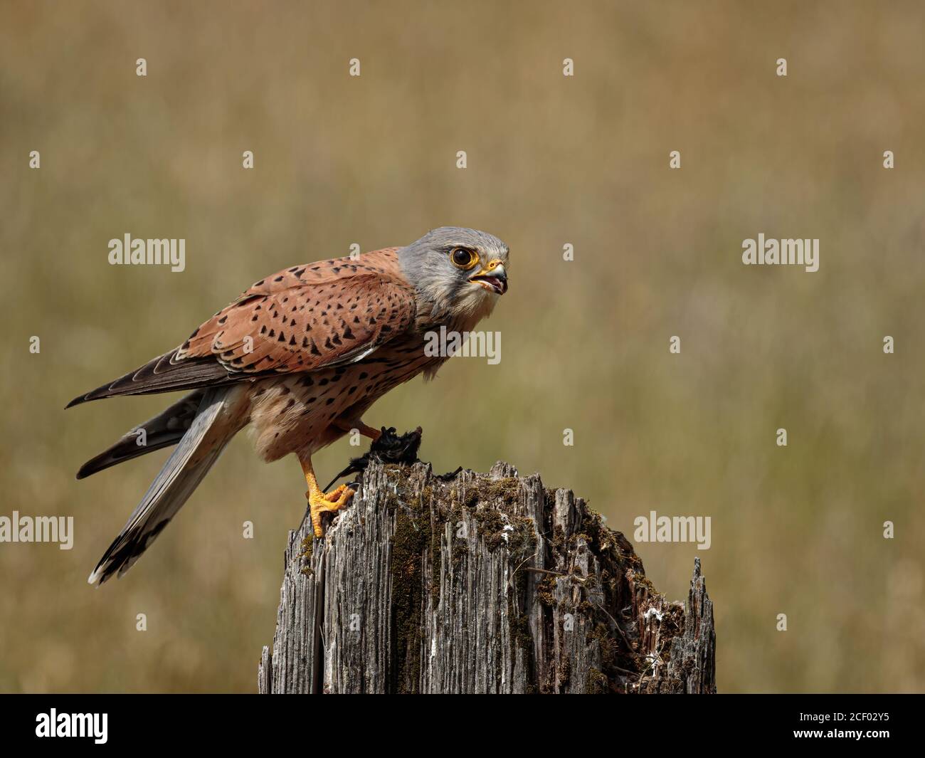 Kestrel mit Fang Stockfoto