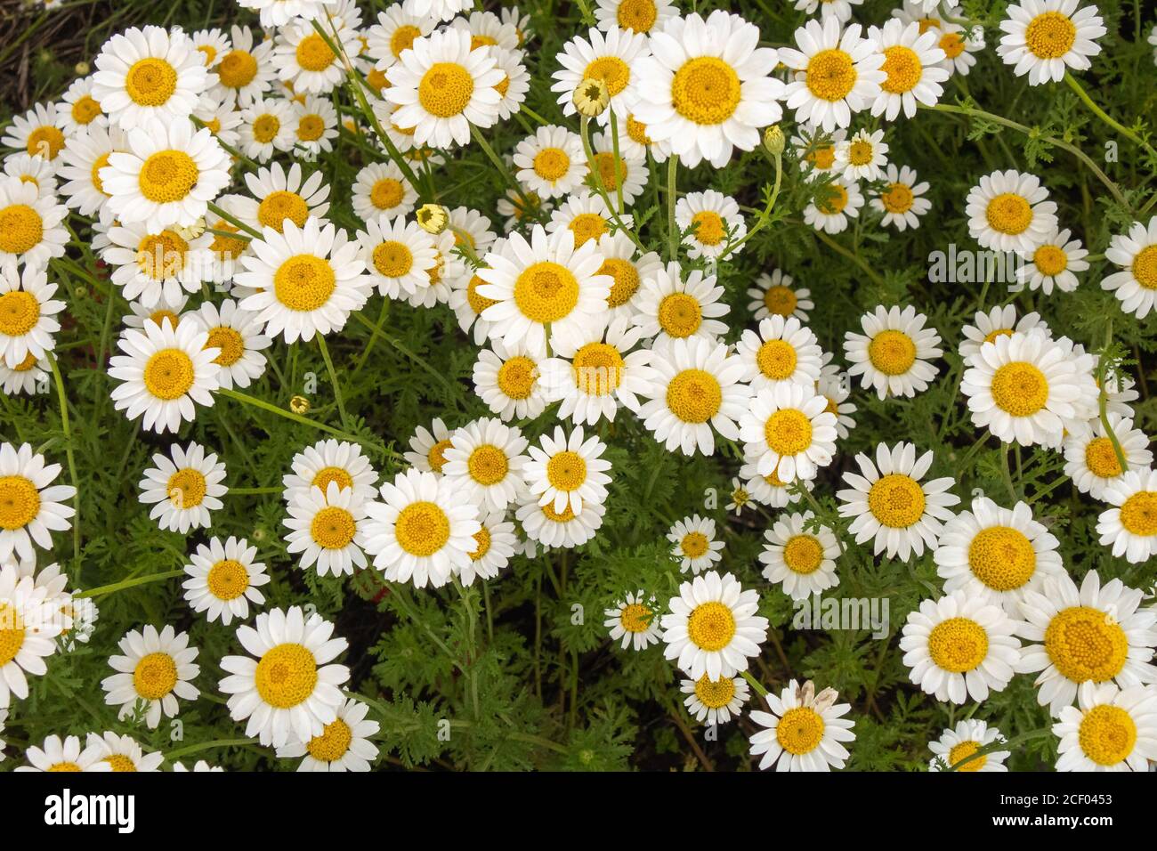 Wilde weiße Gänseblümchen und rote Mohnblumen auf dem Feld. Stockfoto