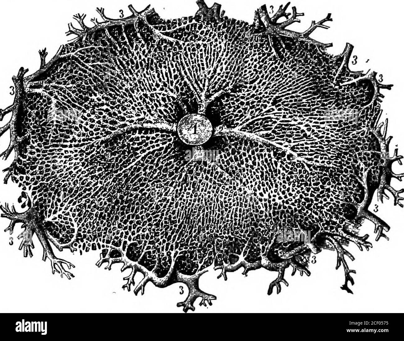 . Menschliche Physiologie. Abb. 143. – Querschnitt des kleinen Portal-Kanals und seiner Gefäße. i, Portalvene; 2, interlobuläre Äste; 3, andere Äste; 4, hepatischer Kanal; 5, hepatische Arterie. DAS ARTERIELLE Blut DER LEBER 157 der Leberarterie wird schließlich mit dem der Portalvene vermischt, und das ganze wird von einem einzigen Gefäß – der Lebervene – zur Vena Cava transportiert. Abb. 144. – Querschnitt eines Lobuls, vergrößert um 60 Durchmesser. 1, Vena intralobularis; 2, seine kleineren Äste, die Blut aus dem Kapillarnetz sammeln; 3, interlobuläre Äste der Vena portalis, mit ihrer Unterteilung Stockfoto