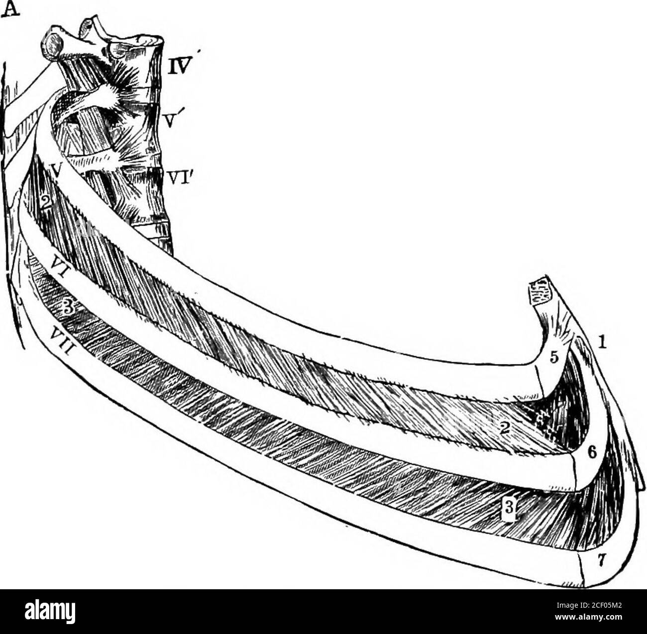 Externes interkostal Schwarzweiß-Stockfotos und -bilder - Alamy