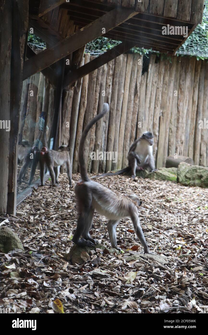 Tiere im zoo Stockfoto