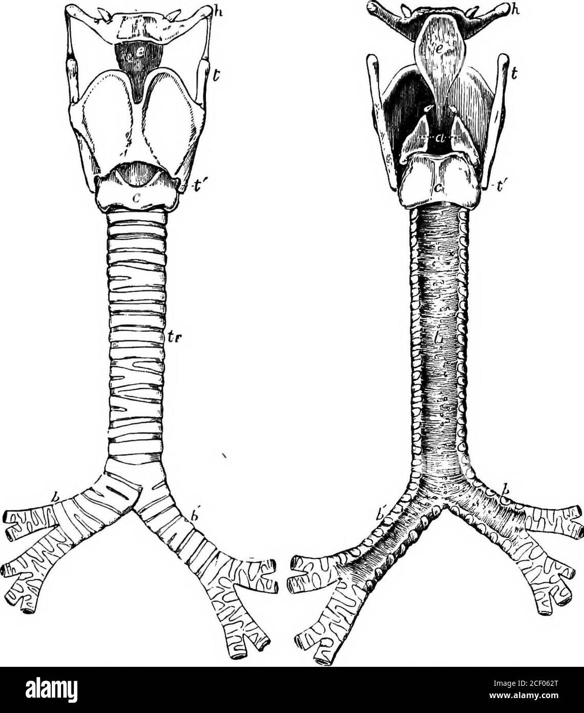 . Menschliche Physiologie. n Front, bilden die Prominenz bekannt als Adams Apfel, aber ist offen hinter, und wird durch Bänder und Muskeln mit einem kleinen U-förmigen Knochen, der Hyoid Knochen (Gr. Buchstabe V; und eidos, Form), befindet sich direkt darüber verbunden. Der zweite Knorpel ist der einzige komplette Ring im Windrohr. Es wird der Cricoidcnorpel (Gr. Krikos, Ring; und eidos, Form) genannt. Seine breiteste Portionist hinten, während er vorne so schmal ist, daß zwischen dem ersten und dem ersten Raum ein Raum gelassen wird, der durch das faserige Gewebe besetzt wird.natürlich wird dieser zweite Ring nicht so frei von der Stockfoto