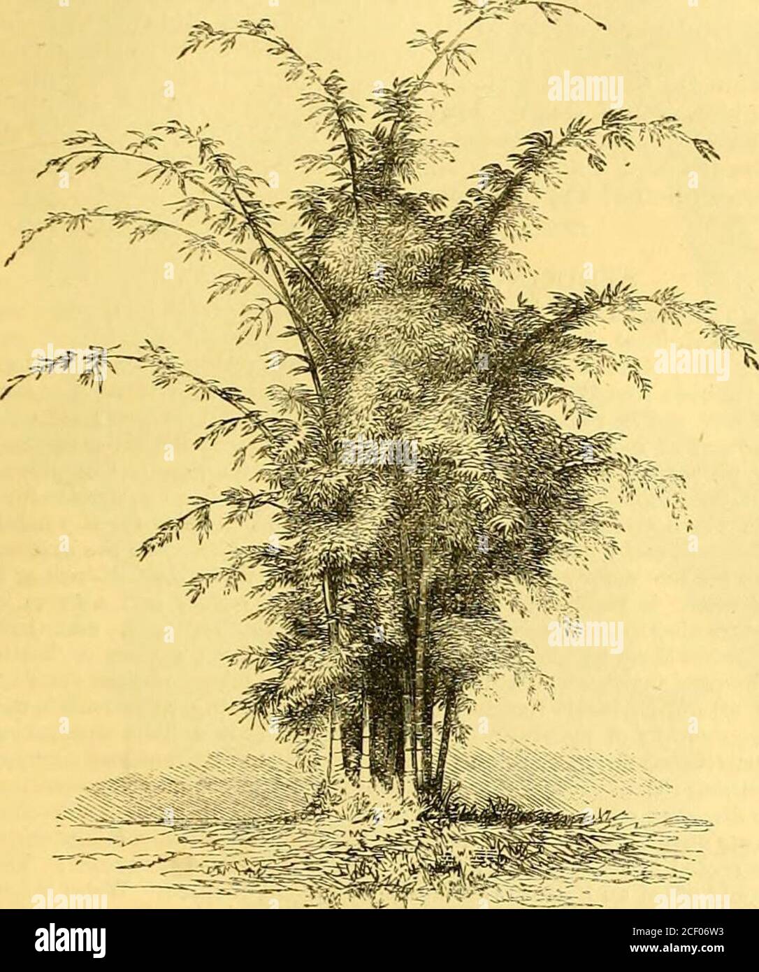 . Der Garten : ein illustriertes wöchentliches Tagebuch der Gartenarbeit in allen seinen Zweigen. Ales, verschiedene Arten von Bamboos sind perfectlj liardy, und nicht nur winterhart, butthrive frei. In kalten, trockenen und landeinländischen Bezirken ist es wahr, theygrow mit Schwierigkeit---, um so mehr Grund für die beste Nutzung von ihnen, wo sie frei wachsen. Ihre Schönheit ist diemehr kostbar von ihrem sein ganz in der Gewohnheit von irgendenanderen Pflanzen oder Sträuchern, die wir wachsen. Die zarten Federungder jungen, hohen und schlanken Triebe, die charmanten Bogen der Stiele waren oft fruchtbar in Anregung zu den Japaneseartist, und Stockfoto