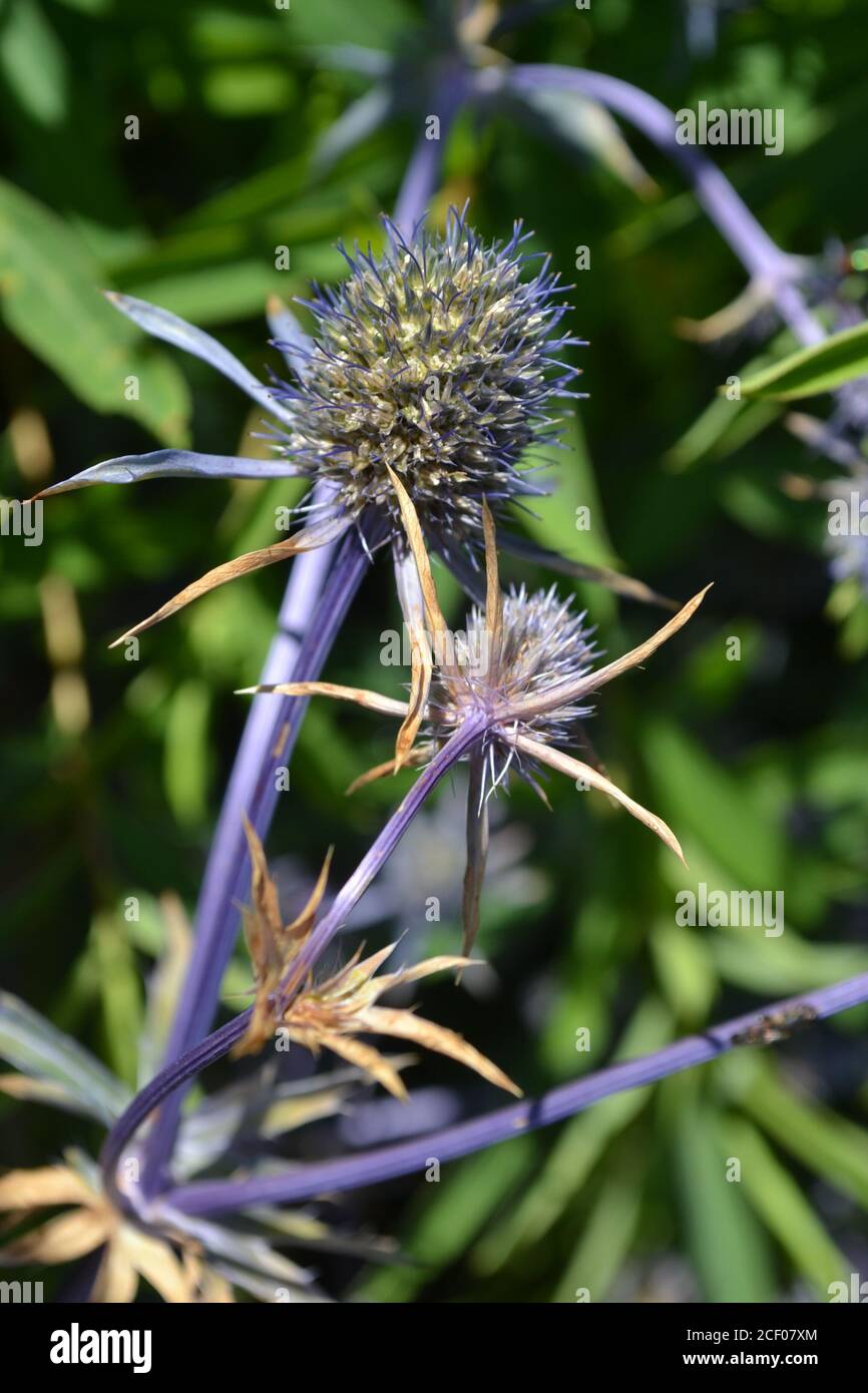 Thistle wie Blume, Eryngium Planum Stockfoto