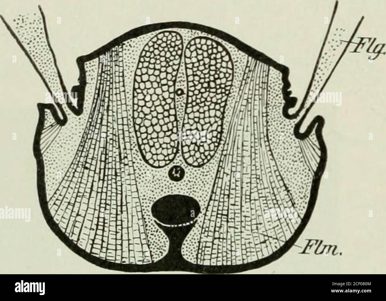 . Die Forstinsekten Mitteleuropas; ein Lehr- und Handbuch. ur eine kurze Strecke sicher dahinflattern können, nachdemsie voraus in die Luft gesprungen (Schnarrheuschrecken); auf der anderen Seite gegen brillante Flieger, die viele Hundert Kilometer in kurzer Zeitrücknahme gegen vermögen. Man denke nur an die Wanderheuschrecken,die in oft riesigen Schwärmen von Land zu Land nach Nahnahme oder an die weiteren Wanderungen der Libellen. Der Oleanderschwärmer,der südlich der Alpen beheimatet ist, ist schon in Finnland angekommen, muss also eine Strecke von ca. 1200 km durchflochten haben. Bei Stockfoto