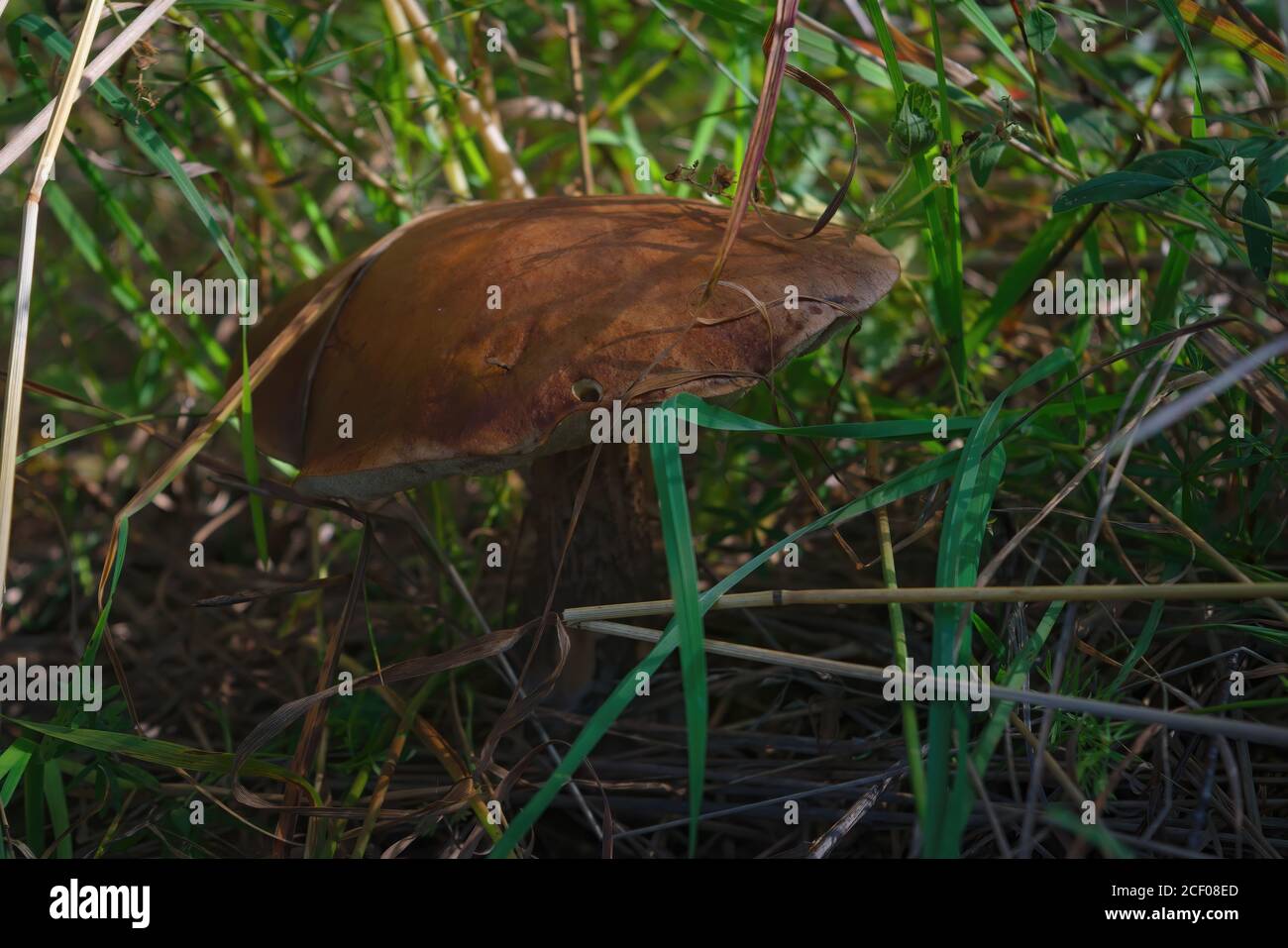 Essbarer Pilz Leccinum aurantiacum mit orangen Kappen. Stockfoto