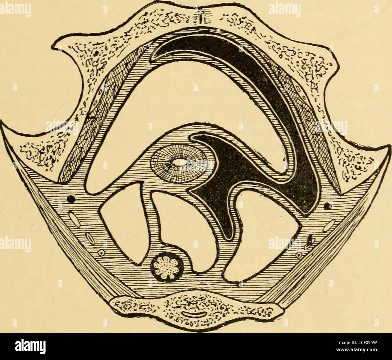 . Krankheiten der Frauen. Ein klinischer Leitfaden für deren Diagnose