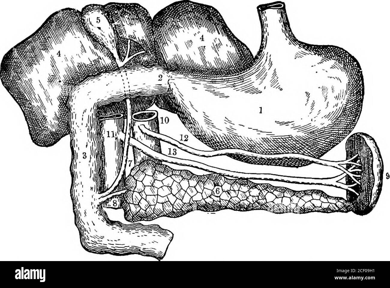 . Menschliche Physiologie. Des Dünndarms ist auch mit einer Vielzahl von winzigen Projektionen namens Villi (lat. Zottelige Haare), die der Oberfläche ein feines samtiges Aussehen geben abgedeckt. Diese werden jedoch in unserer nächsten Lektion beschrieben werden, da sie sich mit der Absorption von nahrhafter Substanz beschäftigen, anstatt mit der Verdauung von Nahrung. Wenn die teilweise verdaute Nahrung aus dem Magen durch den Pylorus gelangt, vermischt sie sich fast sofort mit zwei wichtigen Verdauungsflüssigkeiten, genannt die Galle und die Pankreasflüssigkeit io8 ELEMENTARE PHYSIOLOGIE. Die erste wird von der Leber vorbereitet, und Th Stockfoto