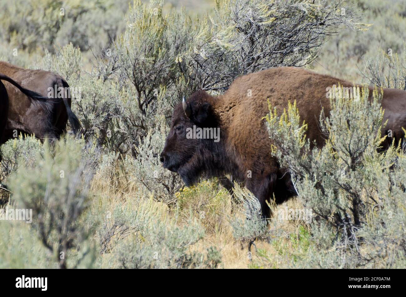 Wild Bison im Yellowstone National Park, USA Stockfoto