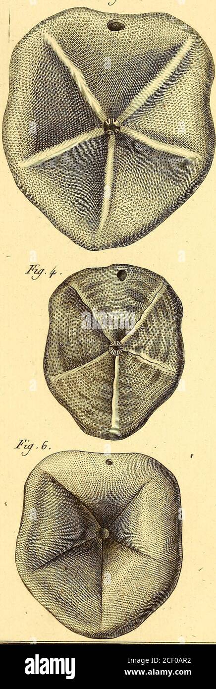 . Tableau encyclopédique et méthodique des trois règnes de la nature. Jïza ? 2 ,. Ifij£ozr& TZaû/relle/, /^j^cÂm^de^mej. Il e/zœrd, Zrex-ét OurfilL. J£Ca&?Z(J Pi 46 Stockfoto