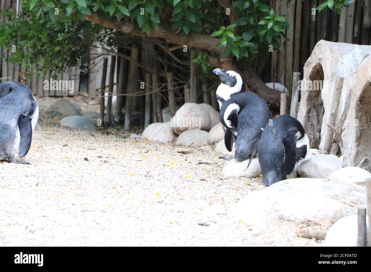 Afrikanische Pinguine, kleine Pinguinfamilie im Zoo Stockfoto