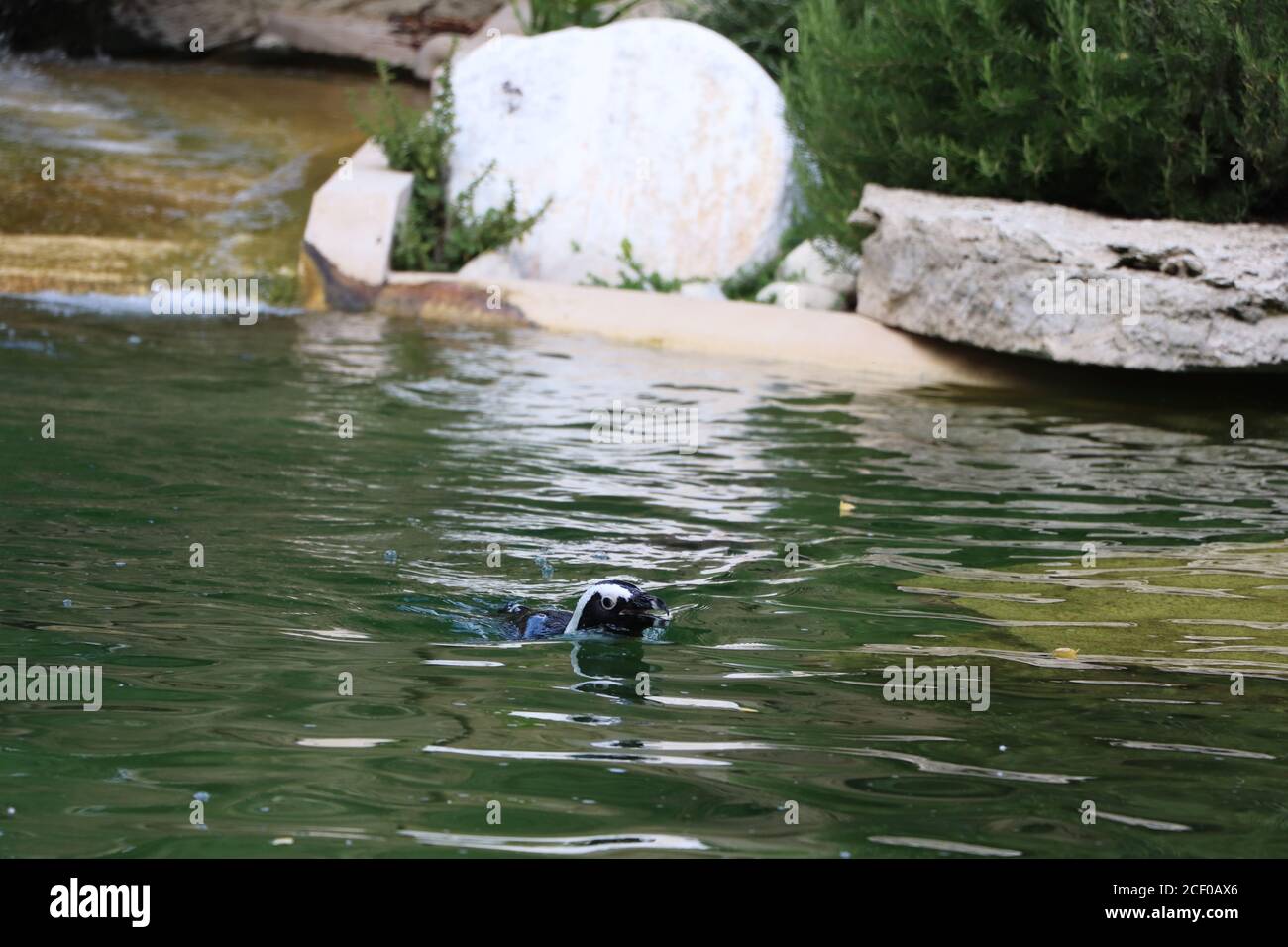 Afrikanische Pinguine, kleine Pinguinfamilie im Zoo Stockfoto