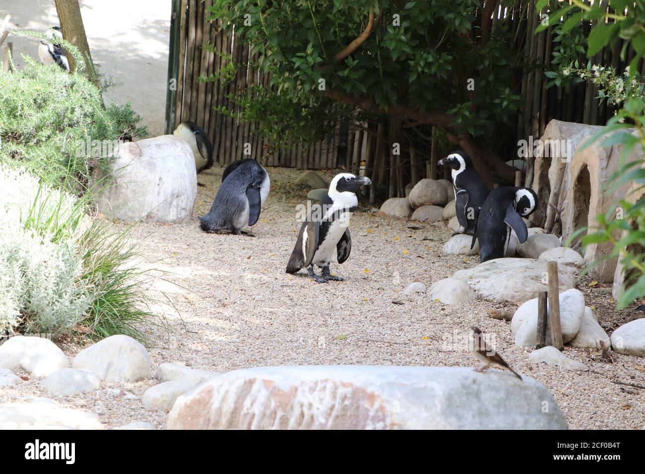 Afrikanische Pinguine, kleine Pinguinfamilie im Zoo Stockfoto