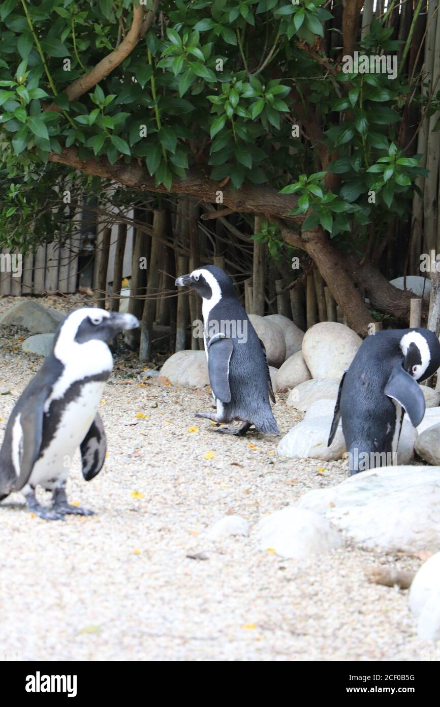 Afrikanische Pinguine, kleine Pinguinfamilie im Zoo Stockfoto