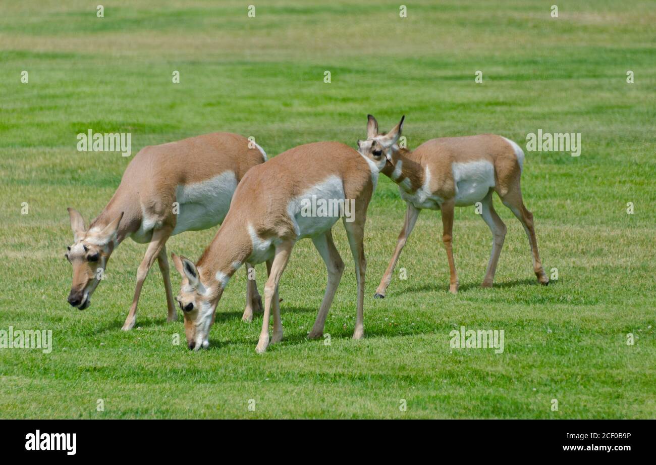 Pronghorn-Antilope im Yellowstone-Nationalpark, USA Stockfoto